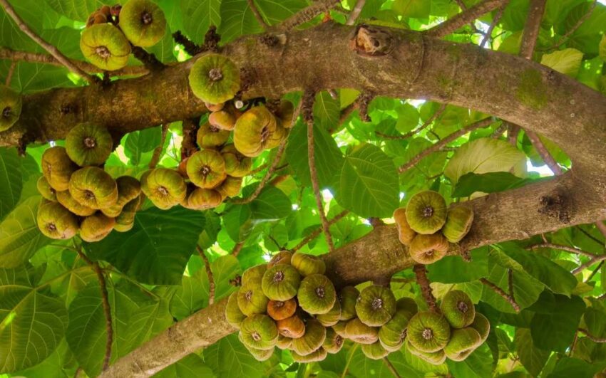10 Possible Reasons Why Jesus Cursed The Fig Tree