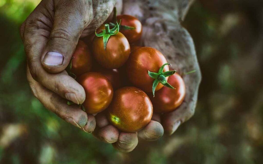 Cain did not bring the best of his harvest: